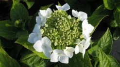 Hortensia (Hydrangea Macrophylla 'Lanarth White') -Goedkope DirectPlant winkel 20120225172724 4
