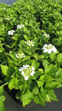 Hortensia (Hydrangea Macrophylla 'Lanarth White') -Goedkope DirectPlant winkel 20120225172750 4 1