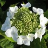 Hortensia (Hydrangea Macrophylla 'Teller White')