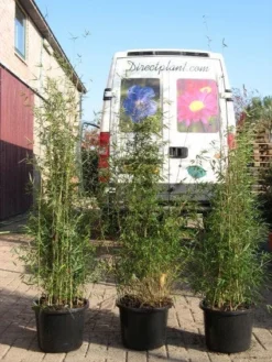 Niet Woekerende Bamboe (Fargesia 'Jiuzhaigou') -Goedkope DirectPlant winkel 20120226104653 4
