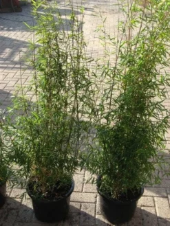 Niet Woekerende Bamboe (Fargesia 'Jiuzhaigou') -Goedkope DirectPlant winkel 20120226104717 4