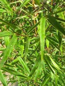 Niet Woekerende Bamboe (Fargesia 'Jiuzhaigou') -Goedkope DirectPlant winkel 20120226104740 4