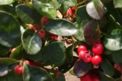 Bergthee / Patrijzenbes (Gaultheria Procumbens) -Goedkope DirectPlant winkel 20120226104835 2