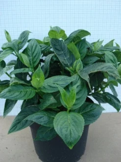 Hortensia (Hydrangea Macrophylla 'Lanarth White') -Goedkope DirectPlant winkel 20120305134546 4 1