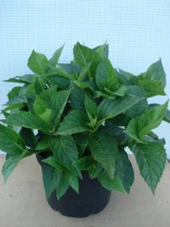 Hortensia (Hydrangea Macrophylla 'Mariesii Perfecta')