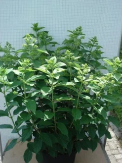Pluimhortensia (Hydrangea Paniculata 'Unique') -Goedkope DirectPlant winkel 20120305135303 5