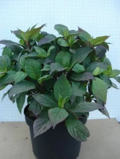 Hortensia (Hydrangea 'Preziosa') -Goedkope DirectPlant winkel 20120305135330 2