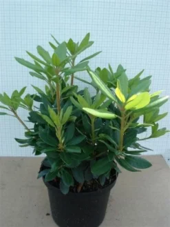 Rhododendron (Rhododendron Catawbiense 'Grandiflorum') -Goedkope DirectPlant winkel 20120305135657 13