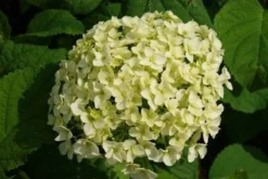 Hortensia (Hydrangea 'Strong Annabelle') -Goedkope DirectPlant winkel 20120716105647 1