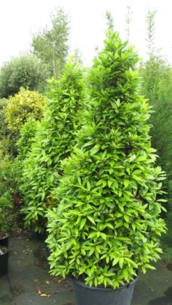 Echte Laurier Als Piramide (Laurus Nobilis) -Goedkope DirectPlant winkel 20120821144442 7