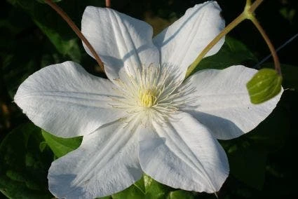 Bosrank (Clematis 'Madame Le Coultre') 5 Bosrank (Clematis 'Madame Le Coultre') - Afbeelding 5