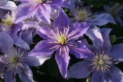 Bosrank (Clematis 'Justa') -Goedkope DirectPlant winkel 20120919134614 1