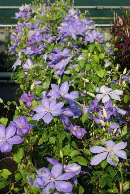Bosrank (Clematis 'Mrs Cholmondeley') 2 Bosrank (Clematis 'Mrs Cholmondeley') - Afbeelding 2