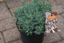 Lavendelheide (Andromeda Polifolia 'Blue Ice') -Goedkope DirectPlant winkel 20120920104257 1