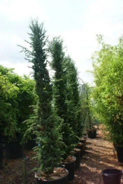 Zuilvormige Ceder (Cedrus Libani 'Fastigiata') -Goedkope DirectPlant winkel 20121003161759 10