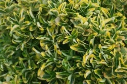 Kardinaalshoed Als Meeneemhaag (Euonymus Japonicus 'Aureus) -Goedkope DirectPlant winkel 20121003163623 2 2