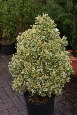 Kardinaalshoed Als Pyramide (Euonymus Japonicus 'Bravo') -Goedkope DirectPlant winkel 20121003163723 3