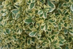 Kardinaalshoed Als Pyramide (Euonymus Japonicus 'Bravo')