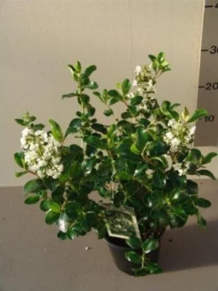 Escallonia (Escallonia 'Iveyi') -Goedkope DirectPlant winkel 20121016145012 3