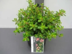 Escallonia (Escallonia 'Red Dream') -Goedkope DirectPlant winkel 20121016145056 3