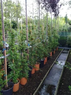 Vuurdoorn (Pyracantha 'Soleil D'Or') -Goedkope DirectPlant winkel 20121017141100 4