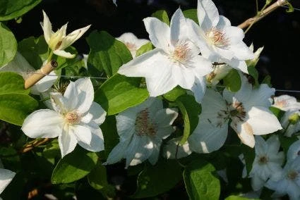 Bosrank (Clematis 'Mrs George Jackman') 1 Bosrank (Clematis 'Mrs George Jackman')