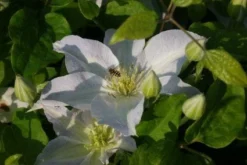 Bosrank (Clematis 'Yukikomachi') -Goedkope DirectPlant winkel 20121017162704 1