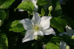 Bosrank (Clematis 'Yukikomachi') -Goedkope DirectPlant winkel 20121017162743 1