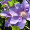 Bosrank (Clematis 'Etoile De Malicorne')