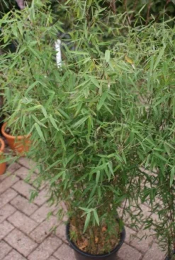 Niet Woekerende Bamboe (Fargesia 'Jiuzhaigou') -Goedkope DirectPlant winkel 20121113150728 4