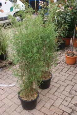 Niet Woekerende Bamboe (Fargesia 'Jiuzhaigou') -Goedkope DirectPlant winkel 20121113150857 4