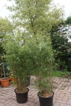 Niet Woekerende Bamboe (Fargesia 'Jiuzhaigou') -Goedkope DirectPlant winkel 20121113150912 4