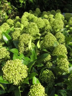 Skimmia (Skimmia Japonica 'Fragrant Cloud') -Goedkope DirectPlant winkel 20121121145218 2