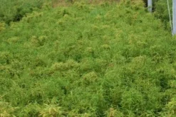 Niet Woekerende Bamboe (Fargesia Murieliae 'Simba') -Goedkope DirectPlant winkel 20121229102434 6