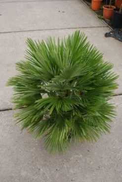 Dwergpalm (Chamaerops Humilis 'Vulcano') -Goedkope DirectPlant winkel 20121229152928 2