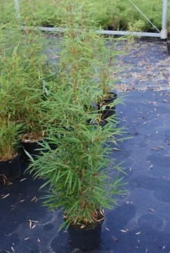 Niet Woekerende Bamboe (Fargesia Robusta) -Goedkope DirectPlant winkel 20130121115128 5