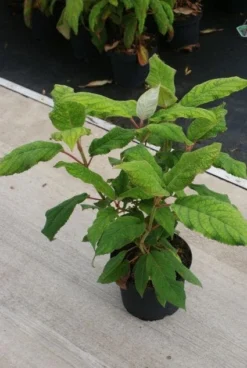 Fluweelhortensia (Hydrangea Aspera 'Macrophylla') -Goedkope DirectPlant winkel 20130121123911 6