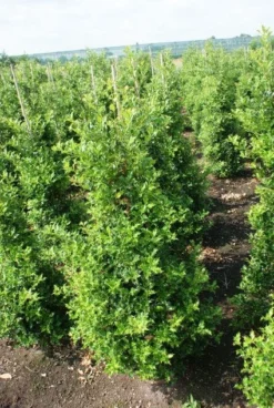 Hulst (Ilex Aquifolium 'Silver Queen') -Goedkope DirectPlant winkel 20130121124351 11 1