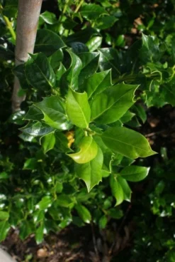 Hulst (Ilex Aquifolium J.C. Van Tol) -Goedkope DirectPlant winkel 20130121125215 11 1