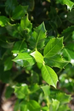 Hulst (Ilex Aquifolium J.C. Van Tol) -Goedkope DirectPlant winkel 20130121125258 11 2