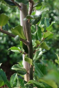 Blauwe Hulst (Ilex Meserveae 'Blue Prince') -Goedkope DirectPlant winkel 20130121125422 10 2
