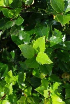 Blauwe Hulst (Ilex Meserveae 'Blue Prince') 14 Blauwe Hulst (Ilex Meserveae 'Blue Prince') -Goedkope DirectPlant winkel 20130121125453 10