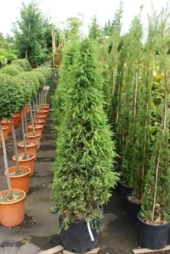 Jeneverbes (Juniperus Communis 'Hibernica') -Goedkope DirectPlant winkel 20130121125813 7 1