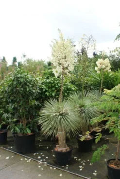 Palmlelie (Yucca Flaccida 'Golden Sword') -Goedkope DirectPlant winkel 20130121131129 1