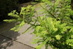 Moerascipres (Taxodium Distichum)