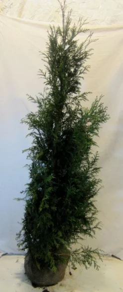 Levensboom (Thuja Plicata 'Martin') 20 Levensboom (Thuja Plicata 'Martin') -Goedkope DirectPlant winkel 20130122151951 8