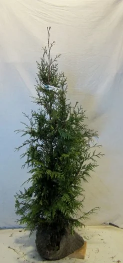 Levensboom (Thuja Plicata 'Martin') 18 Levensboom (Thuja Plicata 'Martin') -Goedkope DirectPlant winkel 20130122153123 8