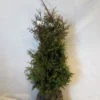 Levensboom (Thuja Plicata 'Gelderland')