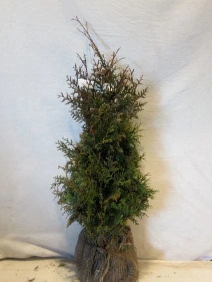 Levensboom (Thuja Plicata 'Gelderland') 1 Levensboom (Thuja Plicata 'Gelderland')