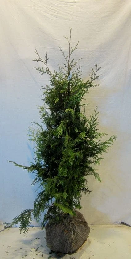 Reuzenlevensboom (Thuja Plicata 'Excelsa') 4 Reuzenlevensboom (Thuja Plicata 'Excelsa') - Afbeelding 4